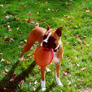 Sampson The Master of Disaster