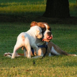 Duke and his new brother Tyson