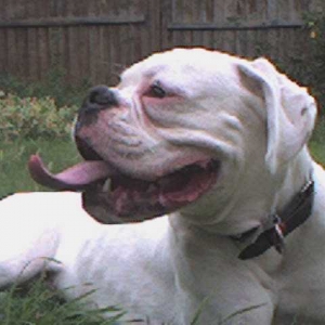 I've worn myself out in the garden!