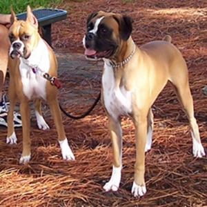 Dottie and Snoop at the dog park