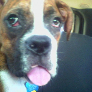 tongue