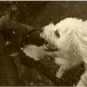 Alright!!! NO ear biting!!!