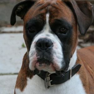 My pretty boy