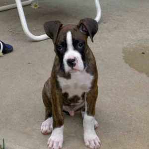 new puppy