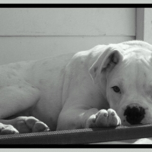 Chester