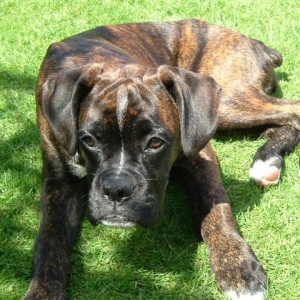 Roxy having a lie down
