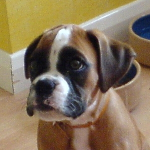 tess