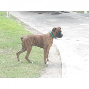 Bruisers dad.