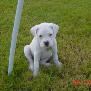 Xena