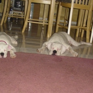 Zeus and Xena asleep