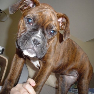 Monster Puppy