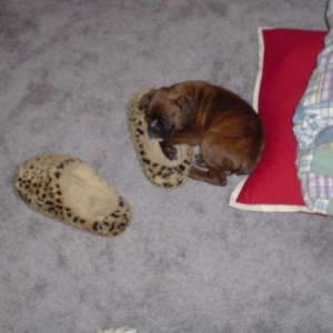 slipper Love