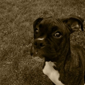 I didn't dig that hole.....Do I LOOK like I'm lying??