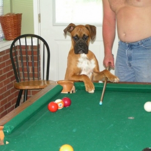 Pool Shark