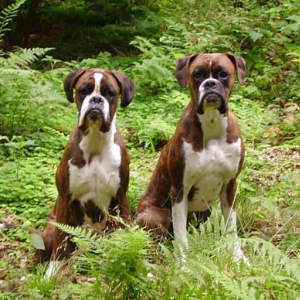 Ebba and Ozzy