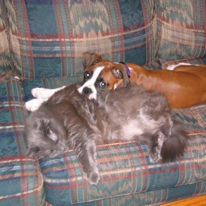 Kitty Pillow