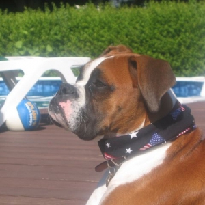 Guard dog