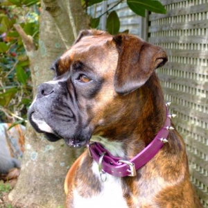 Lily and her new collar