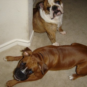 Bruno & Belle1