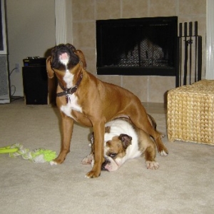 Bruno & Belle2