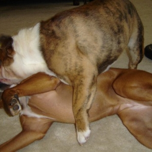 Bruno & Belle3