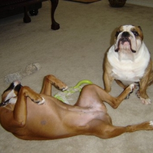 Bruno & Belle4