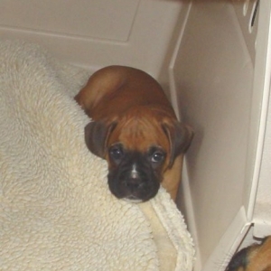 Addy, 7 weeks