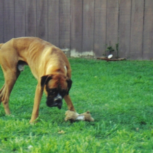 Zeus 1st day home from rescue