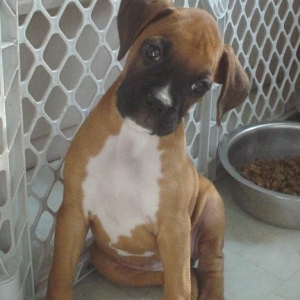 Addy, 8 weeks