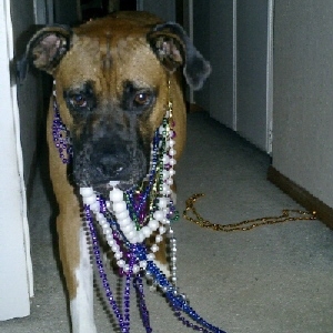 Mardi_gra1