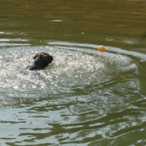 Get the ball