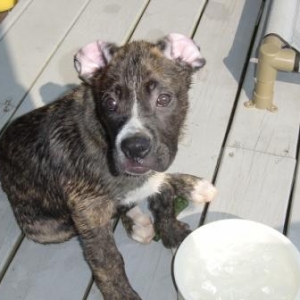 Funny ears