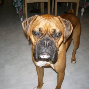 Chester