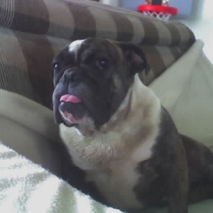 Annie 2