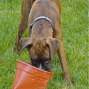 this is my bucket