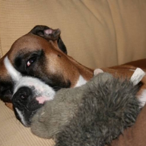 Lazy_Dog