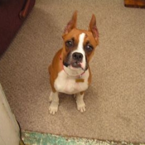This is my first boxer Josephie