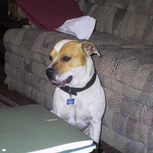 Tuffy - our Pit Rescue