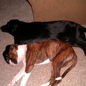 Cuddle bugs
