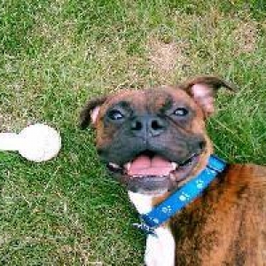 HappyBoy