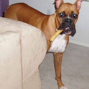 My pigskin "Cigar"