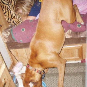 Boxer handstand
