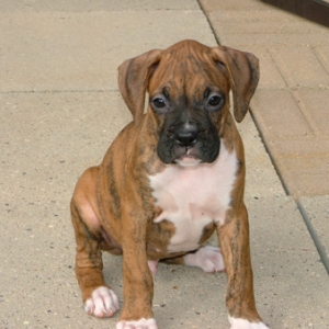 Our new Puppy Dakota!