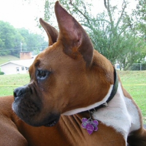 Bella