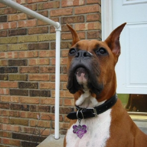 Bella posing for the camera .....finally!!