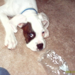 13 weeks old
