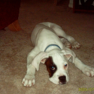 13 weeks old