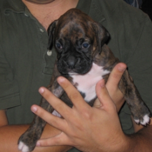 Roxy 4wks
