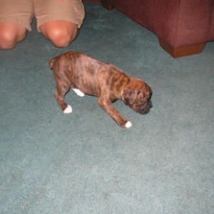 Roxy 4wks