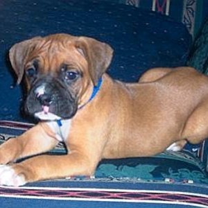 PuppyRusty